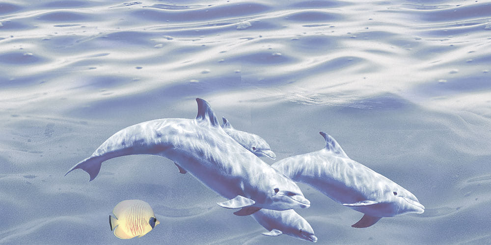 Atlanta Decor 2 Bl Gl 45X30 Cm